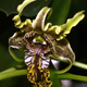 Illustration for article titled Why Did Plants Evolve These Weird and Horrific Flowers?